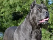 Крупные породы собак