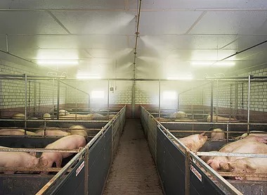 Влияние микроклимата на производительность свинокомплекса