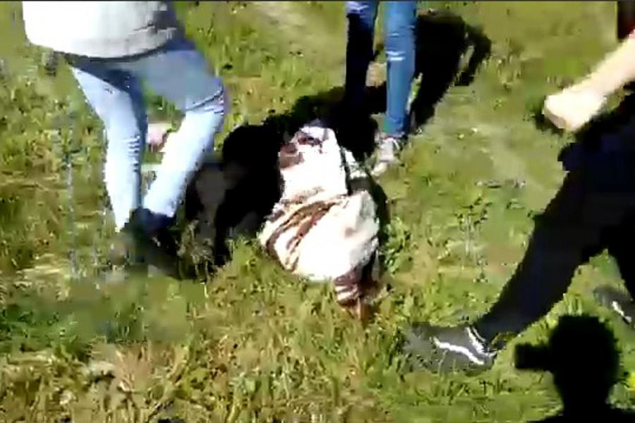 Полицейские в Родниках проверяют избиение девочки-школьницы Полицейские в Родниках проверяют избиение девочки-школьницы