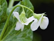 Introduction to Self-pollinating flowers: