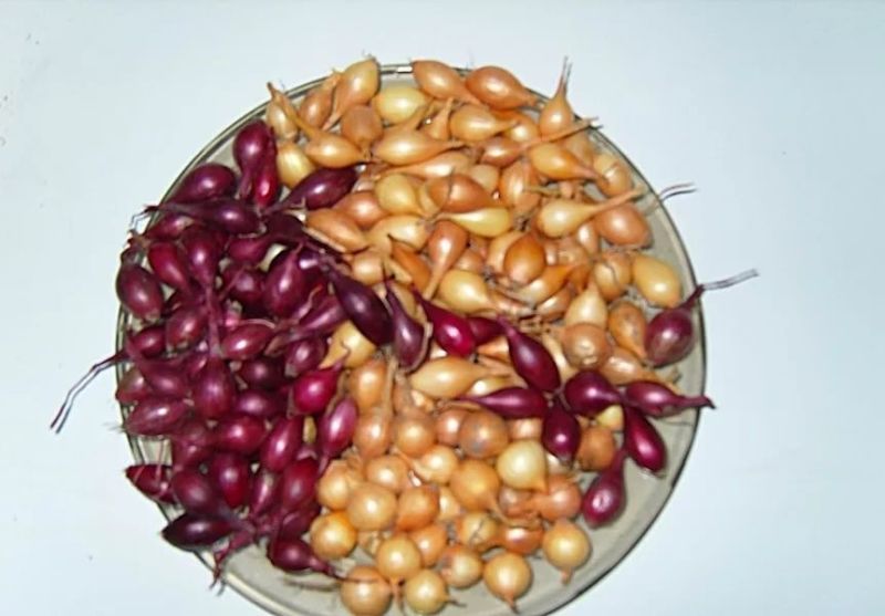 Россельхознадзор проверил семена у индивидуальных предпринимателей Россельхознадзор проверил семена у индивидуальных предпринимателей