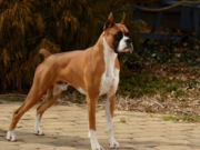 Боксер – любимая порода собак