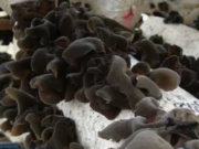 Черные грибы: тайны и возможности