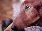 Лазерная терапия для животных: при каких заболеваниях она эффективна