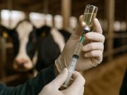 Антибактериальная терапия у крупного рогатого скота: метрит, мастит, респираторные инфекции