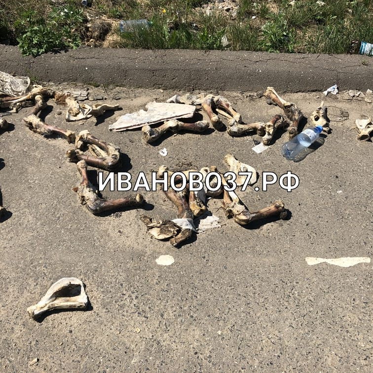 На трассе Иваново-Шуя на видео сняли разбросанные по дороге куски животных На трассе Иваново-Шуя на видео сняли разбросанные по дороге куски животных