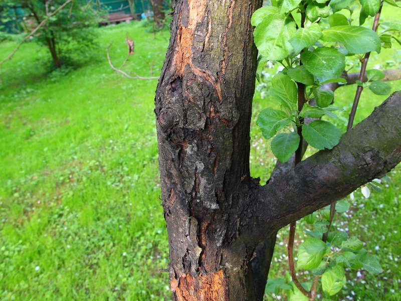 Методы лечения деревьев