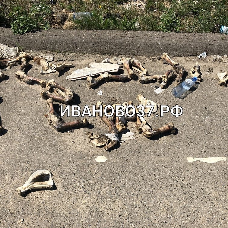 Под Ивановом на видео нашли свалку гниющих костей Под Ивановом на видео нашли свалку гниющих костей