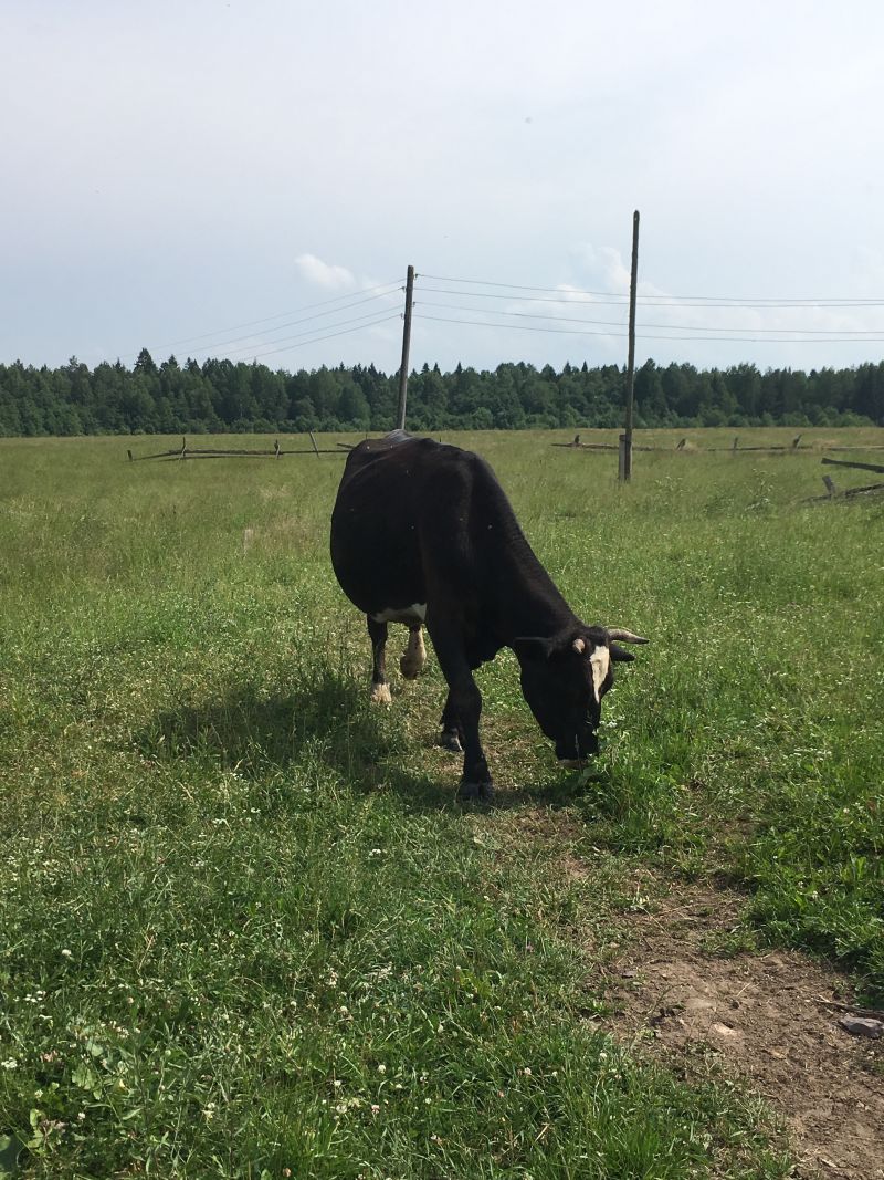 За издевательство над коровами фермер оштрафован на 20 тысяч рублей За издевательство над коровами фермер оштрафован на 20 тысяч рублей