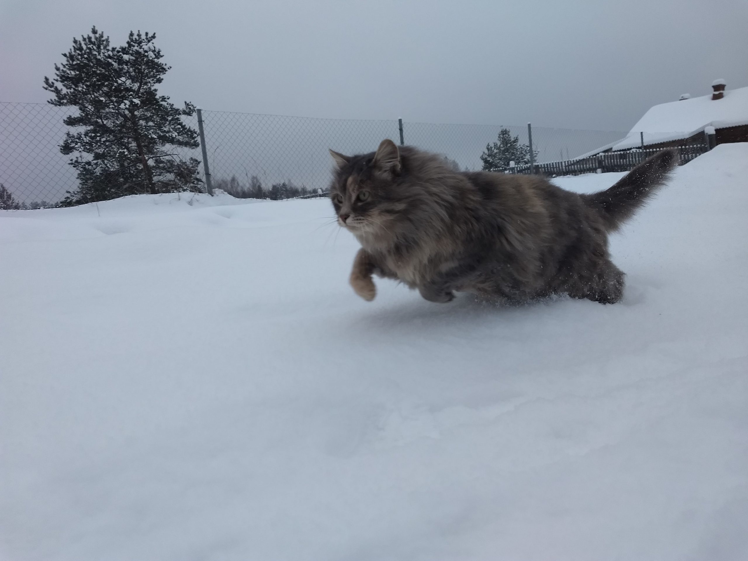 Сколько стоит выпустить пса на улицу: в Иванове за 1,3 млн отловят 140 собак Сколько стоит выпустить пса на улицу: в Иванове за 1,3 млн отловят 140 собак