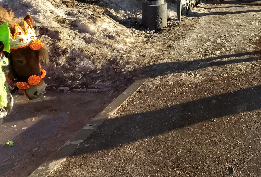 Эксклюзив «Иваново37»: останутся ли лошади на площади Пушкина Эксклюзив «Иваново37»: лошади на Пушкина и непрофессиональность мэрии