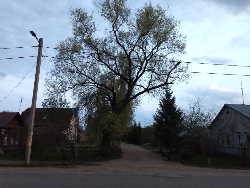 Мэрия пообещала летом спилить опасное дерево на 7-линии Мэрия пообещала летом спилить опасное дерево на 7-линии