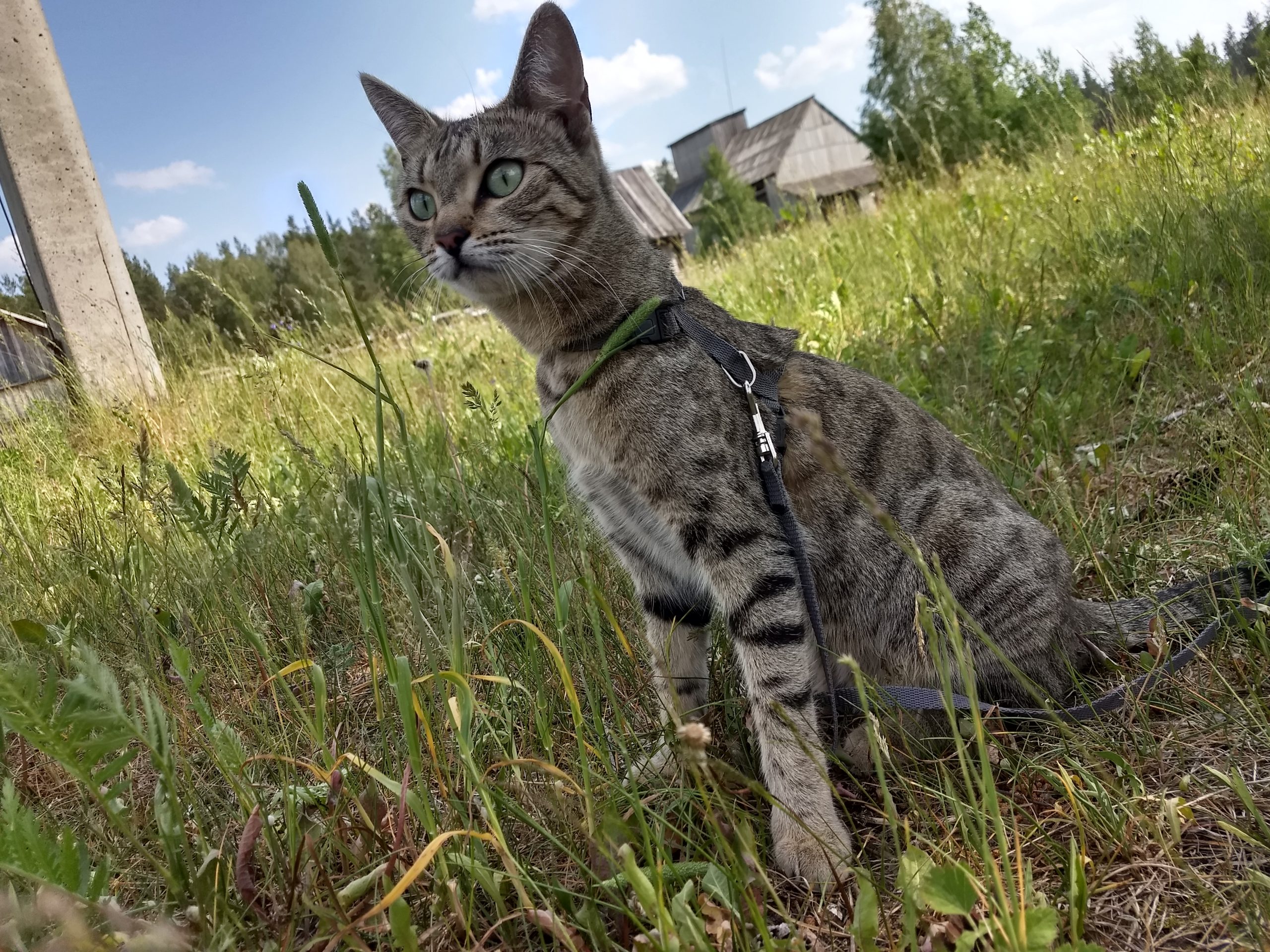 Россельхознадзор Ивановской области готовится проверять на коронавирус питомцев Россельхознадзор Ивановской области готовится проверять на коронавирус питомцев