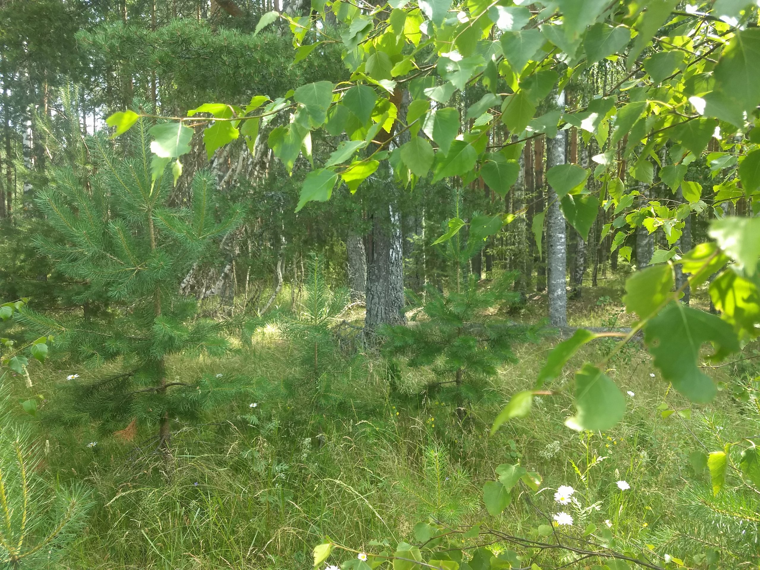 В Шуе возбудили уголовное дело против лесоруба за смерть товарища В Шуе возбудили уголовное дело против лесоруба за смерть товарища