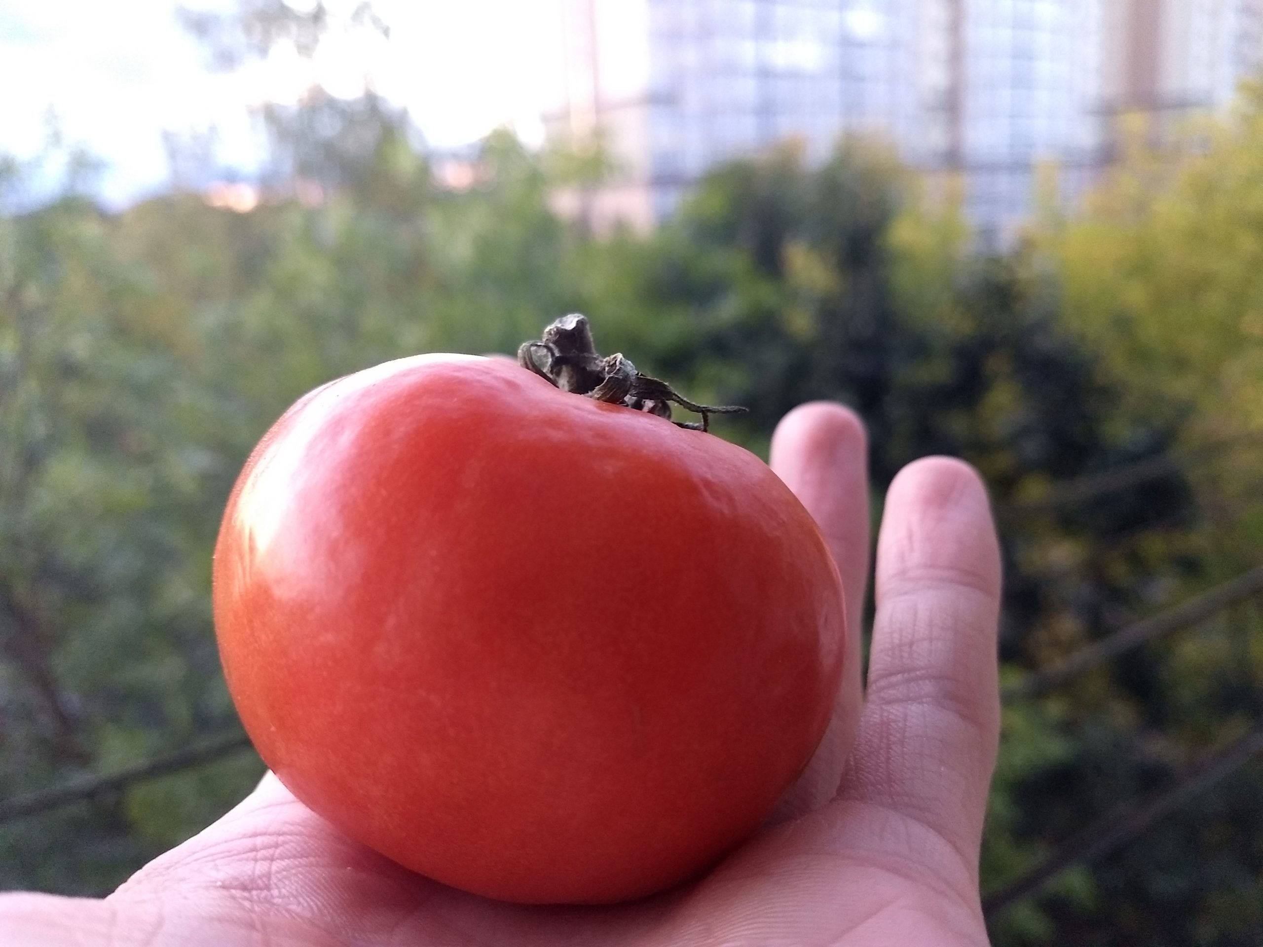 Компания «GidraBox» дала советы по выращиванию растений ценителям гидропоники Компания «GidraBox» дала советы по выращиванию растений ценителям гидропоники