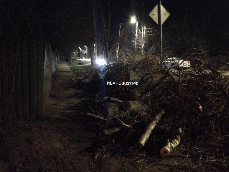 На Генерала Белова неизвестные незаконно уничтожили деревья На Генерала Белова неизвестные незаконно уничтожили деревья