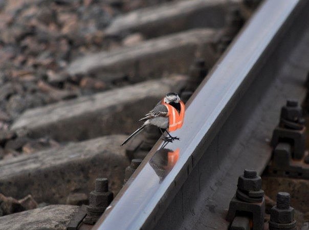 Рельсовый автобус «Орлан» Иваново — Кинешма отправится на техобслуживание Рельсовый автобус «Орлан» Иваново — Кинешма отправится на техобслуживание