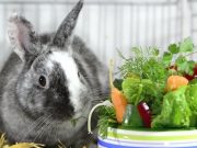 Чем кормить кроликов: виды кормов, нормы питания