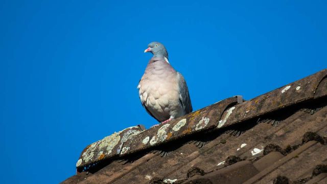 Администрация Тейково оштрафована за протекающую крышу Администрация Тейково оштрафована за протекающую крышу