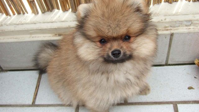 Ивановец заработал денег и дело на «собаках-призраках» Ивановец заработал денег и дело на "собаках-призраках"