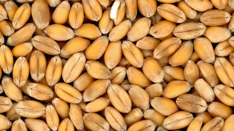 Россельхознадзор оштрафовал предприятие в Шекшово на 110 тысяч рублей Россельхознадзор оштрафовал предприятие в Шекшово на 110 тысяч рублей