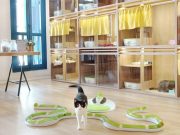 Гостиница для кошек и собак «Сэр Кот»: лучшие условия для домашних любимцев