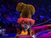 Ивановский цирк освободят от налогов