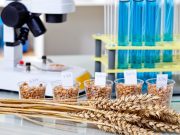 Основные показатели качества зерна и особенности его проверки