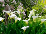 Каллы: особенности посадки и ухода в открытом грунте