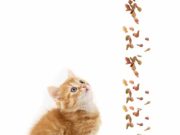 Как выбрать качественный корм для кошек?