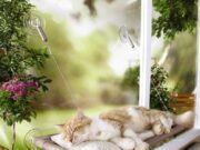 Для чего кошке и собаке нужна лежанка?