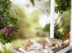 Для чего кошке и собаке нужна лежанка?