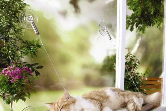 Для чего кошке и собаке нужна лежанка?