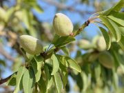 Миндальное дерево: особенности выращивания саженцев