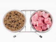 Натуральный корм для домашних животных: как подобрать правильный рацион