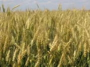 Озимая пшеница: особенности выращивания и ухода за посевами