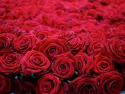 Розы: кому можно подарить и какой цвет выбрать