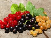 Лучшие сорта садовой смородины