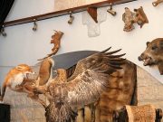 Студия таксидермии Подорова: качественные чучела и ковры из натуральных шкур
