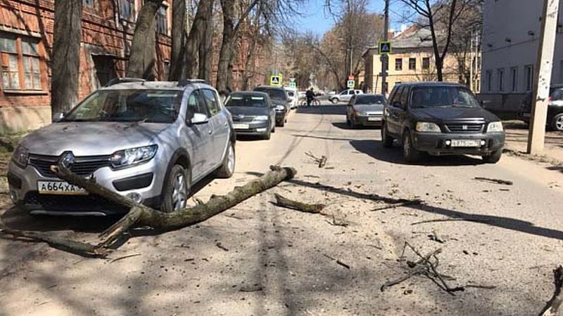 Аварийное дерево в Иванове придавило машину Аварийное дерево в Иванове придавило машину