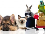 «Гомеовет»: ветеринарная интернет-аптека и зоомагазин