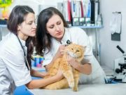 Какие услуги предоставляют современные ветеринарные клиники?