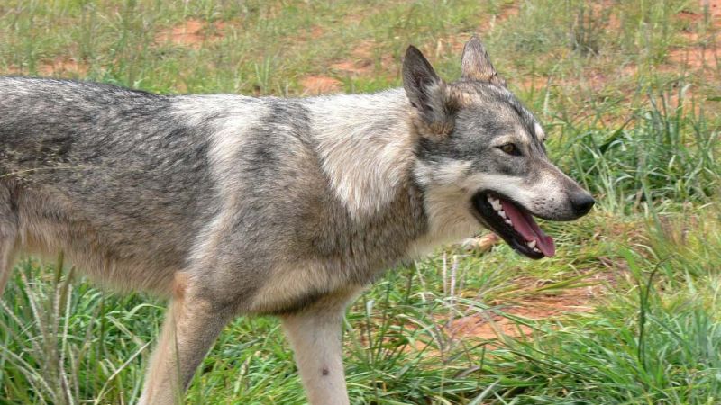 В Ивановской области с начала года зарегистрировано два случая бешенства В Ивановской области с начала года зарегистрировано два случая бешенства