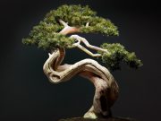 «Бонсай клуб»: живые деревья бонсай с доставкой на дом