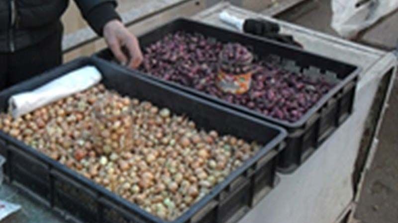 Россельхознадзор выявил нарушения при продаже семян Россельхознадзор выявил нарушения при продаже семян